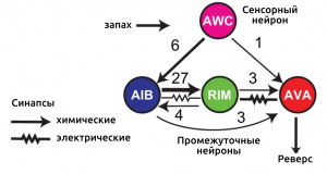 C.Elegans synapses, neural network, sensor neurons, interneurons, motor neurons, neural data processing, обработка в нейронных сетях